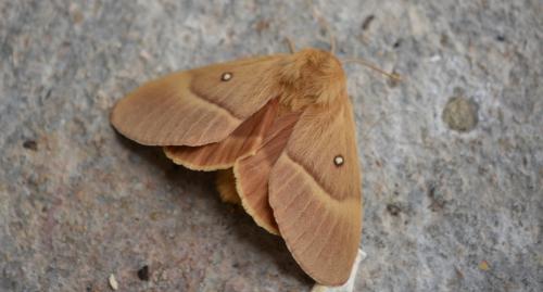 Réf. 346 001 : Lasiocampa quercus